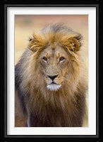 Male Lion at Africat Project, Namibia Fine Art Print