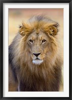 Male Lion at Africat Project, Namibia Fine Art Print