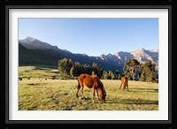 Horse herd grazing, Arkwasiye, Highlands of Ethiopia Fine Art Print