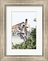Maasai Giraffe, Maasai Mara Game Reserve, Kenya Fine Art Print