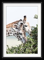 Maasai Giraffe, Maasai Mara Game Reserve, Kenya Fine Art Print
