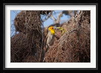 Madagascar, Ifaty, Sakalava Weaver bird Fine Art Print