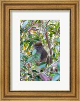 Madagascar, Perinet, Eastern Grey Bamboo Lemur Fine Art Print