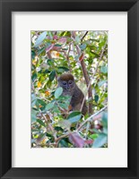 Madagascar, Perinet, Eastern Grey Bamboo Lemur Fine Art Print