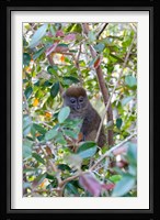 Madagascar, Perinet, Eastern Grey Bamboo Lemur Fine Art Print