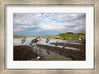 Marabou Storks, fish market in Awasa, Ethiopia Fine Art Print