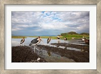 Marabou Storks, fish market in Awasa, Ethiopia Fine Art Print