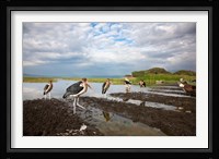 Marabou Storks, fish market in Awasa, Ethiopia Fine Art Print