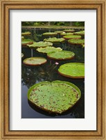 Mauritius, Botanical Garden, Giant Water Lily flowers Fine Art Print