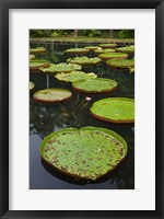 Mauritius, Botanical Garden, Giant Water Lily flowers Fine Art Print