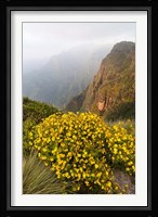 Yellow flowers, Semien Mountains National Park, Ethiopia Fine Art Print