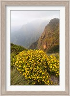 Yellow flowers, Semien Mountains National Park, Ethiopia Fine Art Print