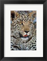 Leopard Female Cub, Savuti Channal, Linyanti Area, Botswana Fine Art Print