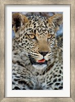 Leopard Female Cub, Savuti Channal, Linyanti Area, Botswana Fine Art Print