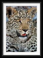 Leopard Female Cub, Savuti Channal, Linyanti Area, Botswana Fine Art Print