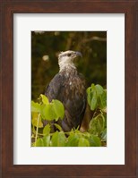 Madagascar fish eagle, Ankarafantsika Nature Reserve Fine Art Print