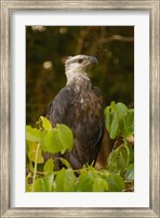 Madagascar fish eagle, Ankarafantsika Nature Reserve Fine Art Print