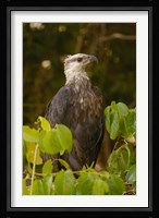 Madagascar fish eagle, Ankarafantsika Nature Reserve Fine Art Print