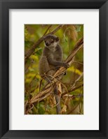 Mongoose lemur wildlife, Ankarafantsika, MADAGASCAR Fine Art Print
