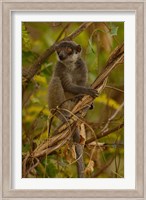 Mongoose lemur wildlife, Ankarafantsika, MADAGASCAR Fine Art Print