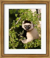 Madagascar. Verreaux's sifaka hanging in tree. Fine Art Print