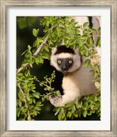 Madagascar. Verreaux's sifaka hanging in tree. Fine Art Print