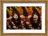 Jewel chameleon skin, lizard, MADAGASCAR Fine Art Print