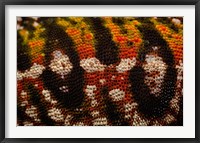 Jewel chameleon skin, lizard, MADAGASCAR Fine Art Print