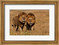Lions, Duba Pride Males, Duba Plains, Okavango Delta, Botswana Fine Art Print