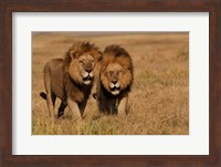 Lions, Duba Pride Males, Duba Plains, Okavango Delta, Botswana Fine Art Print