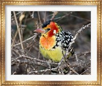 Kenya. Red and yellow barbet bird on tree limb Fine Art Print