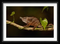 Lesser chameleon lizard, crop fields. MADAGASCAR Fine Art Print