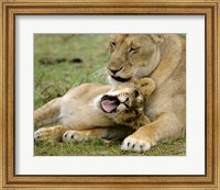 Kenya, Masai Mara, Keekorok Lodge. African lions Fine Art Print