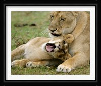 Kenya, Masai Mara, Keekorok Lodge. African lions Fine Art Print