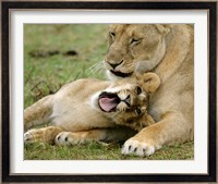 Kenya, Masai Mara, Keekorok Lodge. African lions Fine Art Print