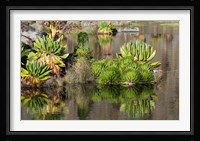 Plants of the water's edge, Mount Kenya National Park, Kenya Fine Art Print