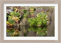 Plants of the water's edge, Mount Kenya National Park, Kenya Fine Art Print