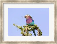 Lilac-breasted Roller with a walking stick insect, Serengeti, Tanzania Fine Art Print