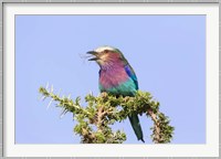 Lilac-breasted Roller with a walking stick insect, Serengeti, Tanzania Fine Art Print