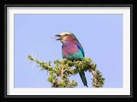 Lilac-breasted Roller with a walking stick insect, Serengeti, Tanzania Fine Art Print