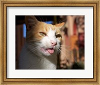 Male, Orange Tabby Cat, Morocco Fine Art Print