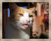 Male, Orange Tabby Cat, Morocco Fine Art Print