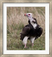 Kenya. White-headed vulture standing in grass. Fine Art Print