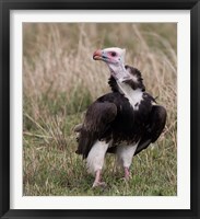 Kenya. White-headed vulture standing in grass. Fine Art Print