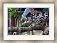 Chameleon on tree limb, Madagascar Fine Art Print
