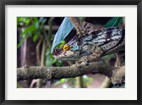Chameleon on tree limb, Madagascar Fine Art Print