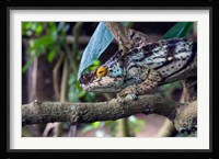 Chameleon on tree limb, Madagascar Fine Art Print