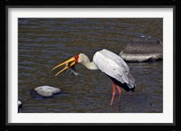 Kenya, Masai Mara. Yellow-billed stork, fish prey Fine Art Print