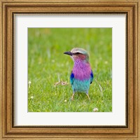 Kenya. Lilac-breasted Roller bird, Lake Naivasha Fine Art Print