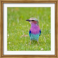Kenya. Lilac-breasted Roller bird, Lake Naivasha Fine Art Print